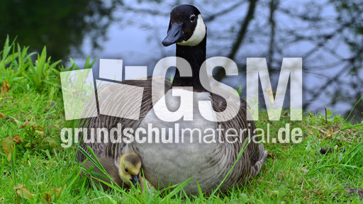 Kanadagansküken mit Mutter_1.jpg